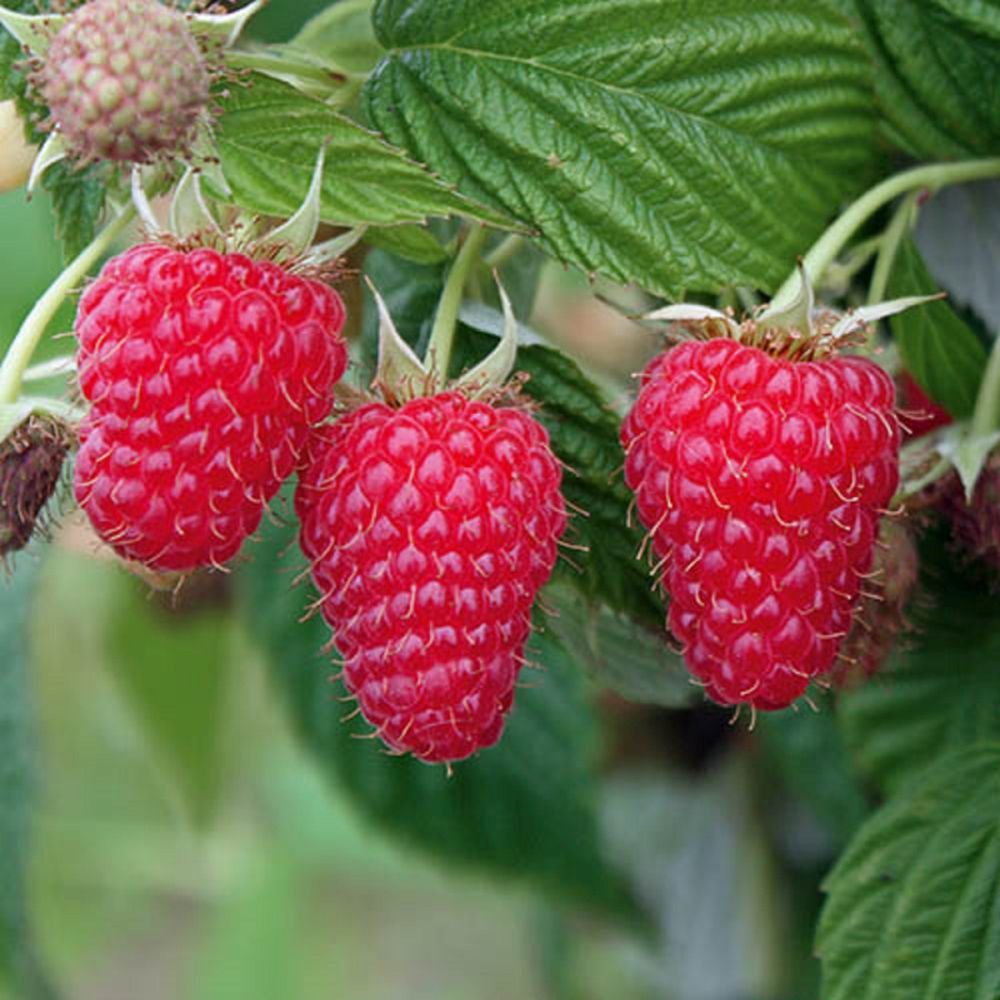 Rubus (Raspberry) Summer Lovers Early 1L